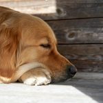 Budget-Friendly Ways to Bring Nature Indoors for Serenity