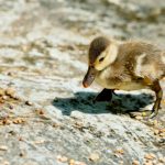 Exploring the Pros and Cons of Tiny House Living