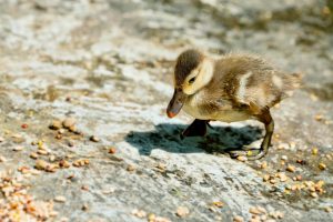 Exploring the Pros and Cons of Tiny House Living