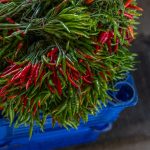 Exploring the Spicy World of Different Chili Peppers