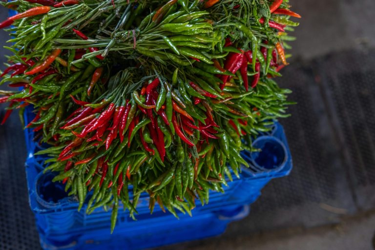 Exploring the Spicy World of Different Chili Peppers