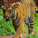 Understanding the World of Tea: From Green to Black Varieties