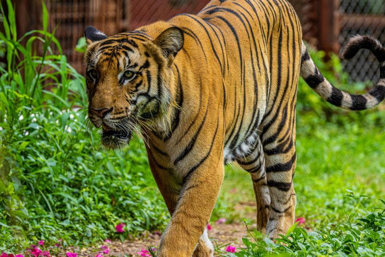 Understanding the World of Tea: From Green to Black Varieties
